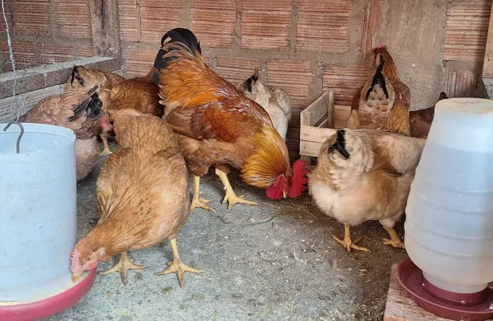 Vendo um lote de galinhas, 21 galinhas e um galo