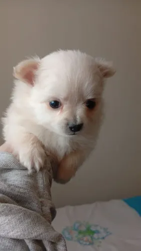 Chihuahua com pedigree opcional