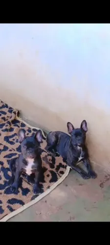 Fêmeas de Bulldog francês 