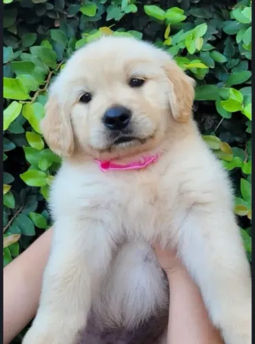 Golden retriever- ele está pronto para alegrar mais ainda sua vida 