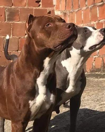 Pit bull