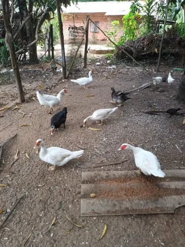 Patos Paysandu