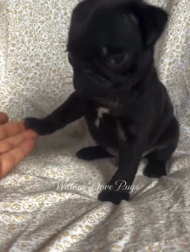 Pug Muito amor e fofura em quatro patas!
