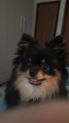 Lulu da pomeranea