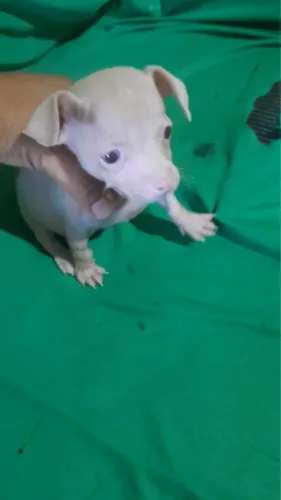 Cachorro pinscher