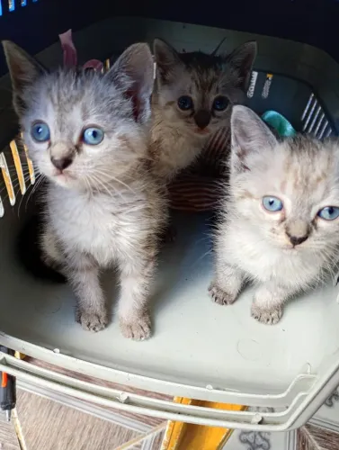 Gatas Adoção.