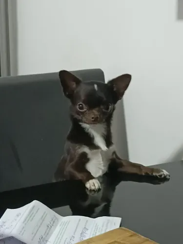Macho pra cruzar chihuahua