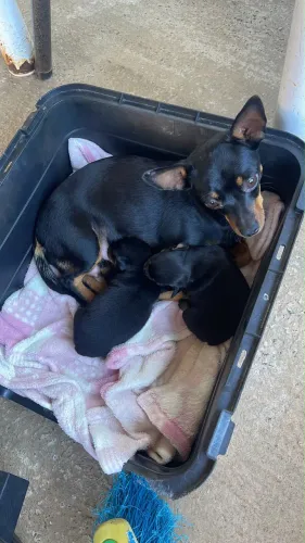 Pinscher fêmea filhote