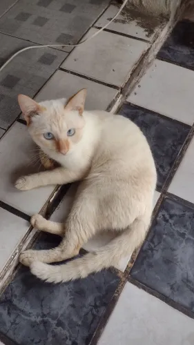 Doação de Gato
