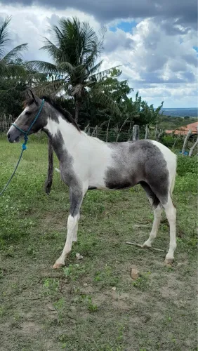 Cavalo  mangolino idade 8 mês 