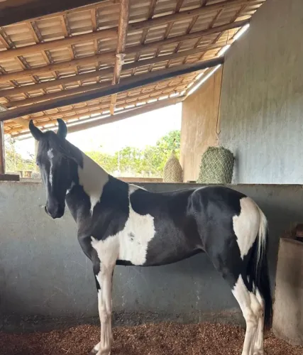 Cavalo de ótima índole e genética avançada !