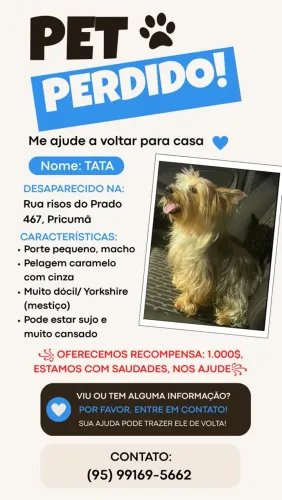 OFEREÇO 1.000 PARA QUEM ENCONTRAR MEU CACHORRO PERDIDO EM BOA VISTA RR