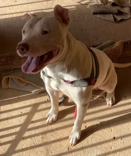 American bully
