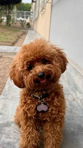 Poodle red
