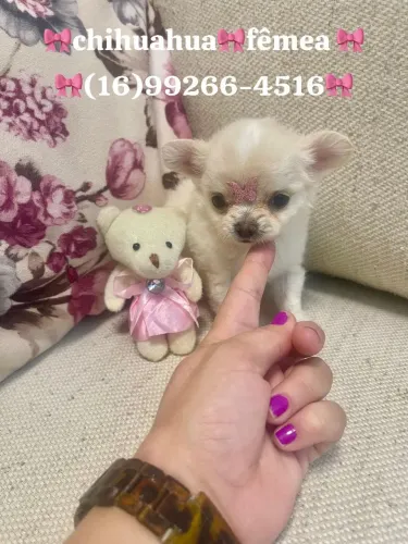 CHIHUAHUA BONEQUINHA DE LUXO