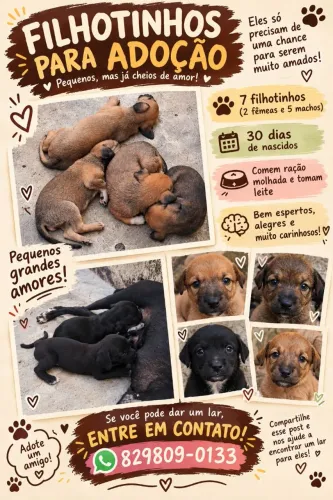 Doação de filhotes cachorro