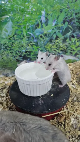 Hamster