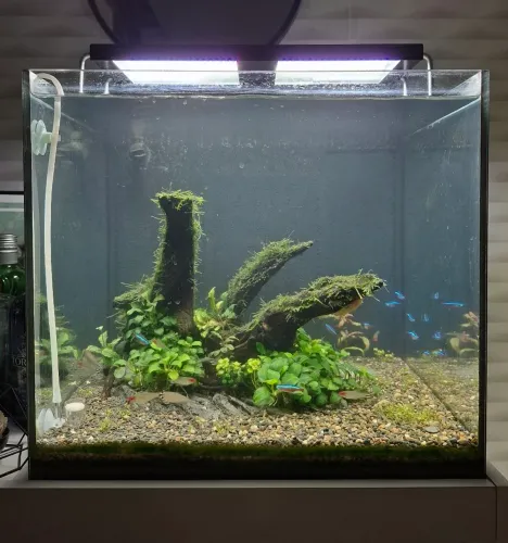 Aquario
