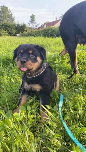 Rottweiler Existe um vazio que só um filhotinho consegue preencher