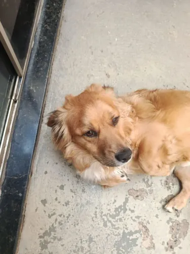 Cachorro