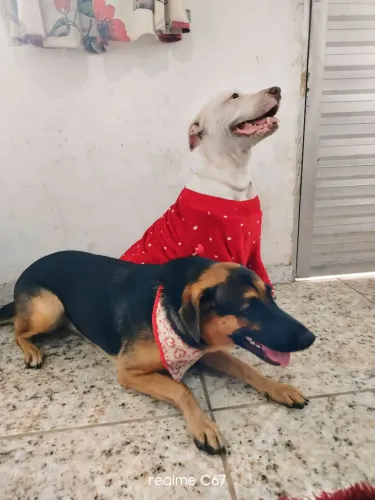 aprocura de um macho pastor alemão