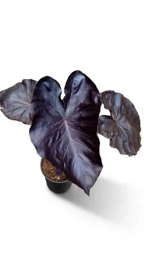 Alocasia Black