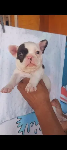 Bulldog francês
