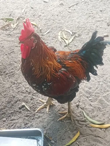 Frangos da Raca gsb galinhas balão sertaneja..