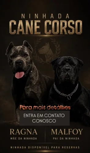 FILHOTE CANE CORSO 