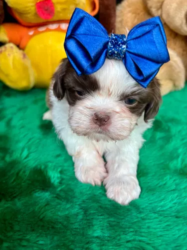 Shih tzu machos disponíveis