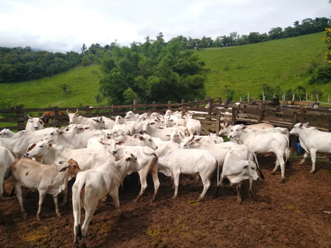 fazenda 46 alqueires