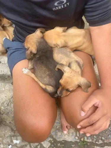 Cachorrinhos abandonados 