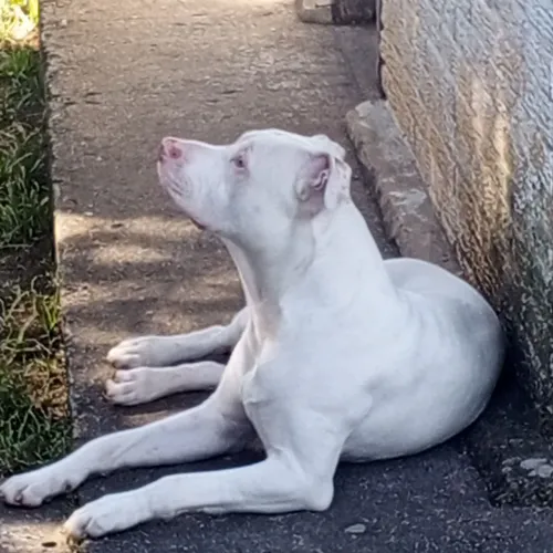 Doa-se Filhote de Pitbull 