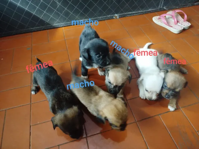 Filhotes de cachorro 