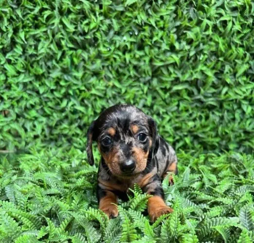 Dachshund pet arlequim 