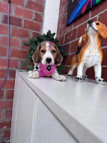 Beagles pronta entrega