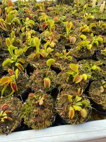 Planta carnívora ?Dioneia muscipula?