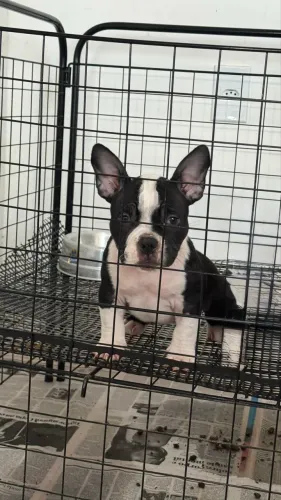 American Bully