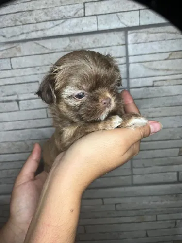 Shihtzu mini micro fêmea