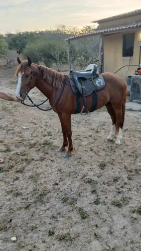 Cavalo de Picado Natural