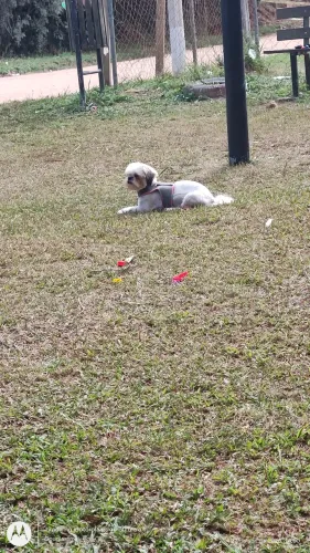 Fêmea shihtzu cruza 
