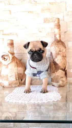 Pug