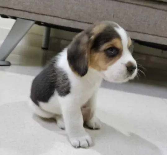 Beagle Mini Filhotes Excelente Padrão.