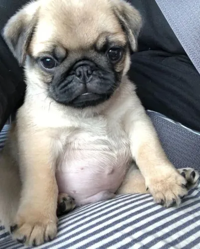 Pug Um amigo que percebe mudanças