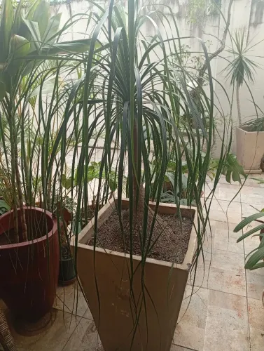 Pata de Elefante 1,80m - Jardim Oceânico. Pix ou dinheiro e retirada no local.