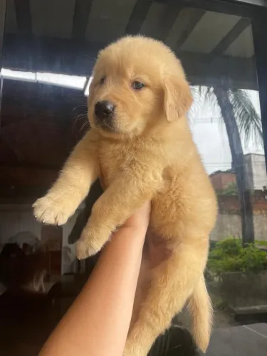Golden Retriever - Filhotes Alto Padrão