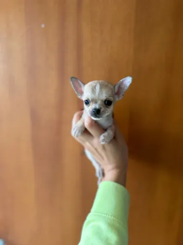Chihuahua fêmea mini