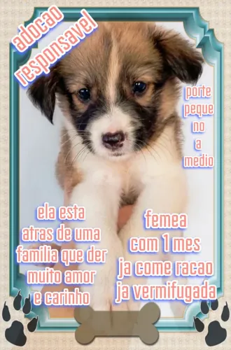 Adoção responsável