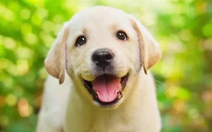 Labrador Retriever Filhotes | Muito Carinho Esperando por Você