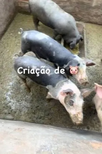 Porco para cria